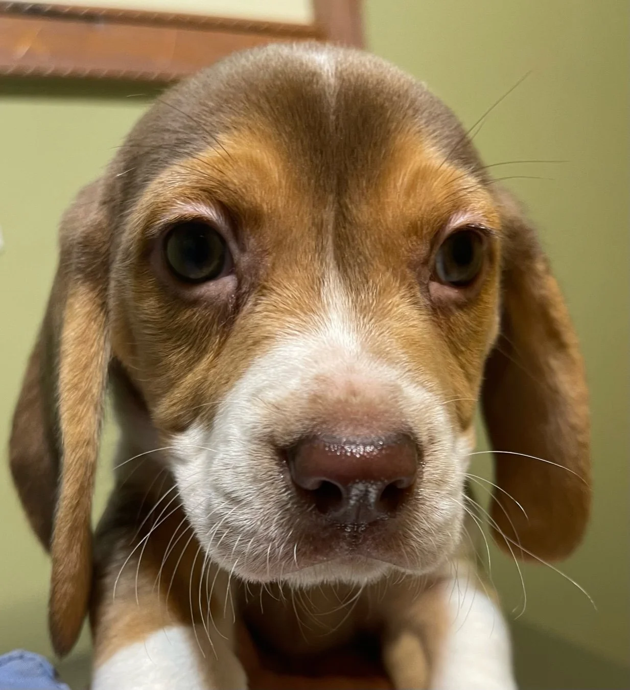 Penny