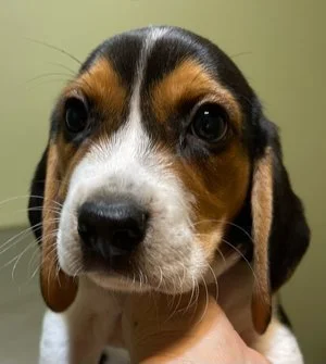 Winston