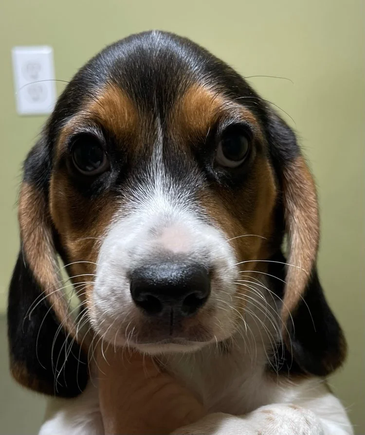 Purple 7wks.jpeg