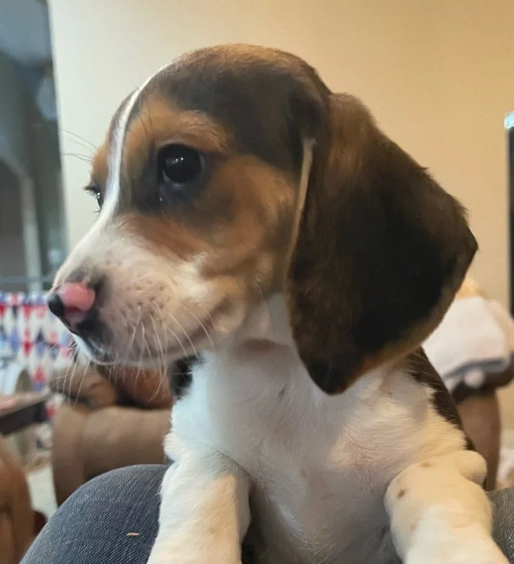 Watson