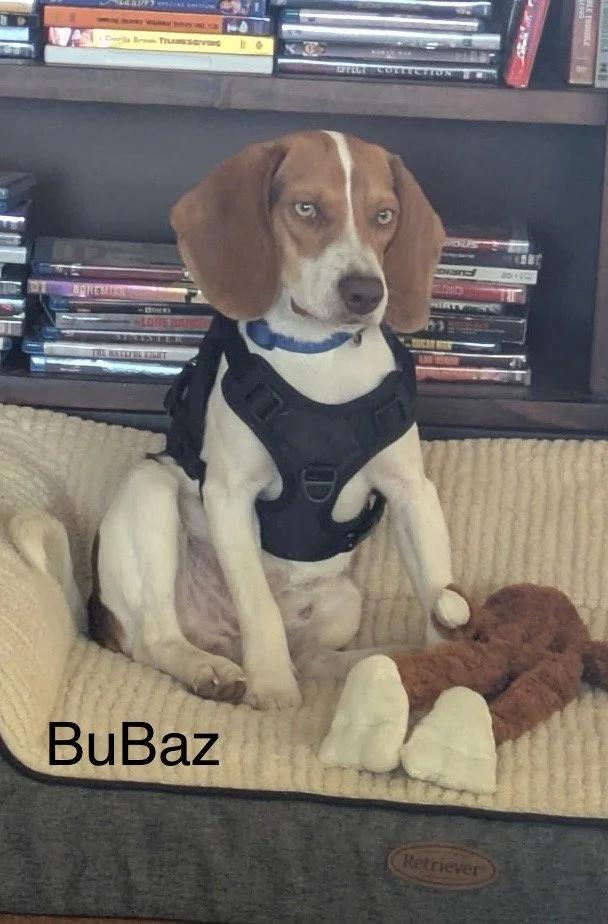 Bubaz 1yr.jpeg