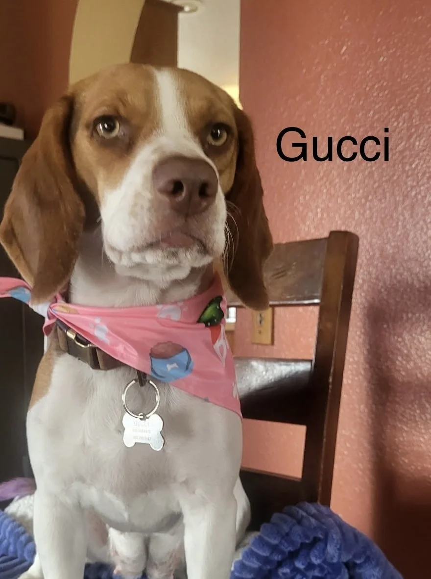 Gucci 1yr.jpg