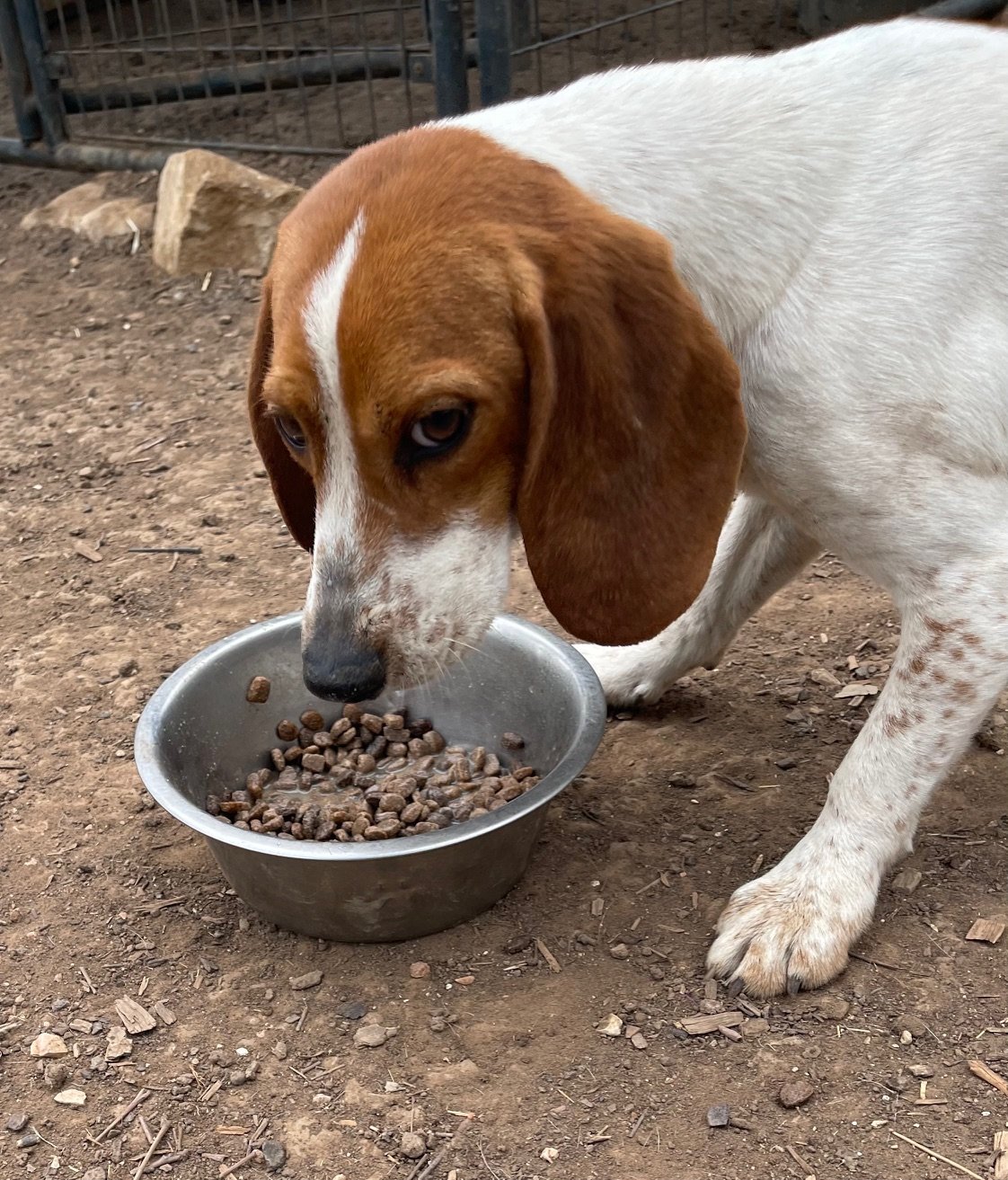 Winnie/Baxter Black (M) DoB 10/10/23 $400