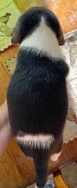 Green b 4wks.jpg