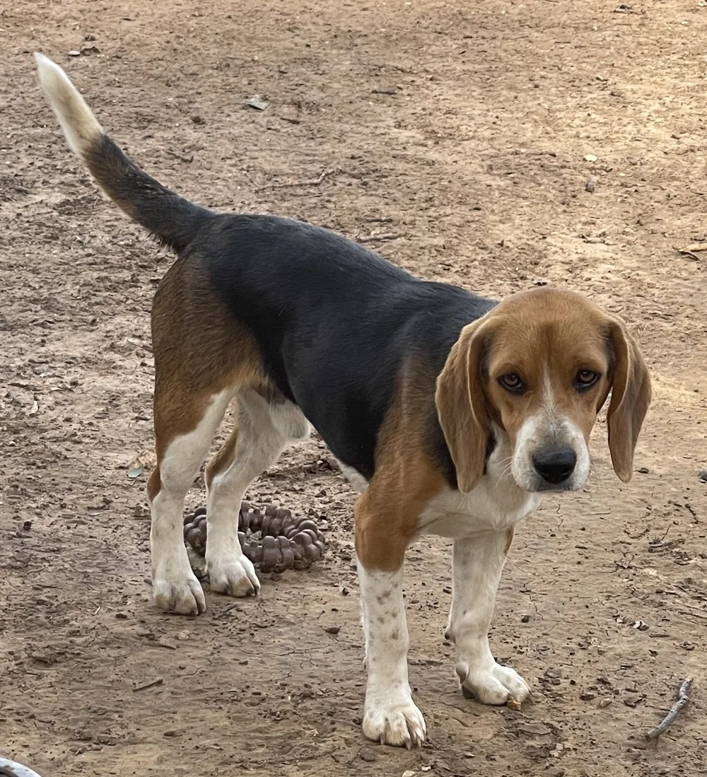Full Grown Different Beagle Sizes Beagle Adult Size Adult Cute Beagle Puppy  Dog Lying Stock Photo, image size:1000x1099