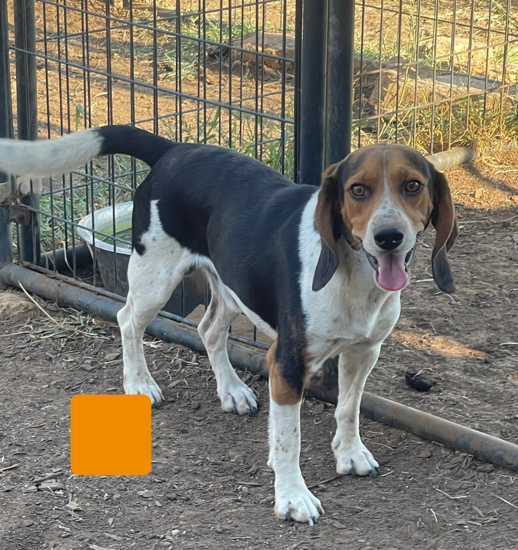 Rita/Clark Orange $400 Reduced DoB 10/13/23