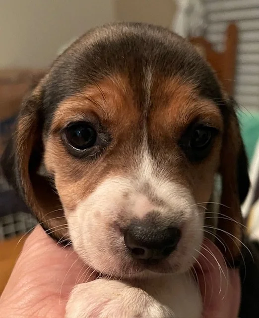 Pink 5wks.jpg