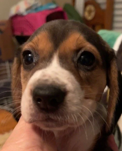 Blue 5wks.jpg