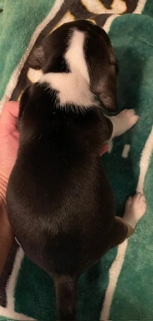 black b 5wks.jpg