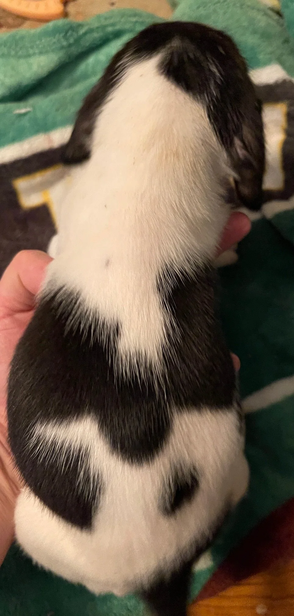 White b 5wks.jpg