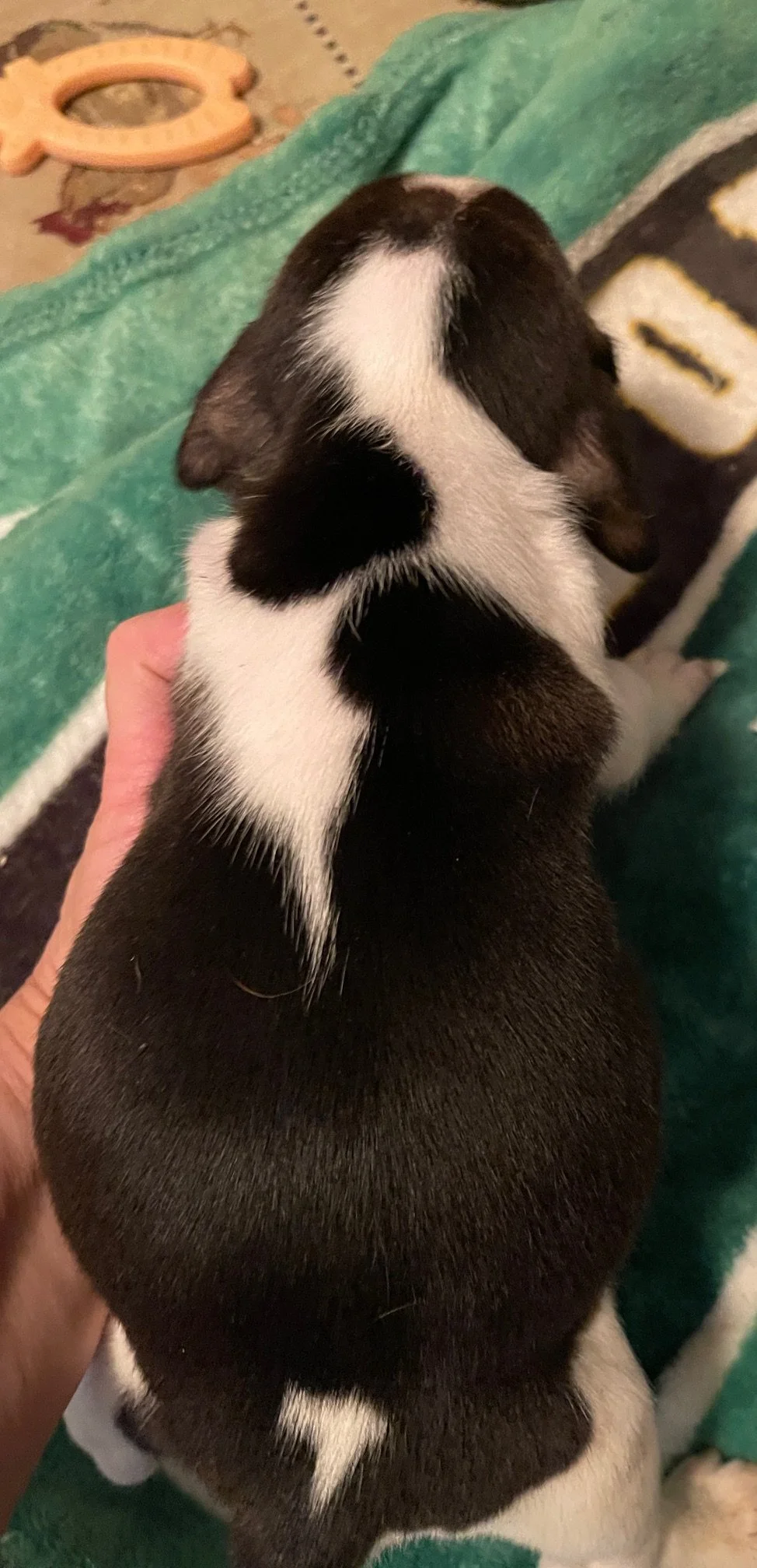 Gray b 5wks.jpg