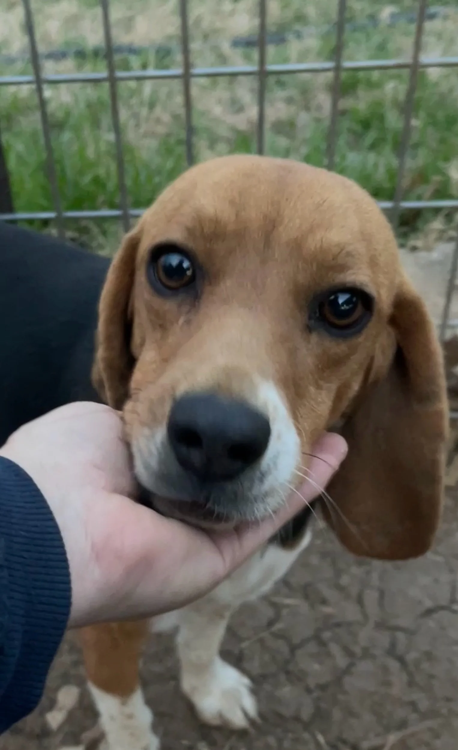 “Goose” Goosie/Baxter male 3.24.24 $300 Available