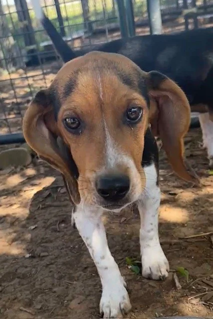 Black, Willow/Bruno DoB 11.3.25 $800 Available