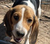 Blue, Willow/Bruno DoB 11.3.25 $800 Available