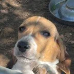 Orange, Agnes/Rigley DoB 11.8.25 $800 Available