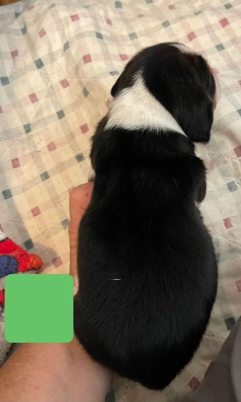 Green b 2wk.jpeg