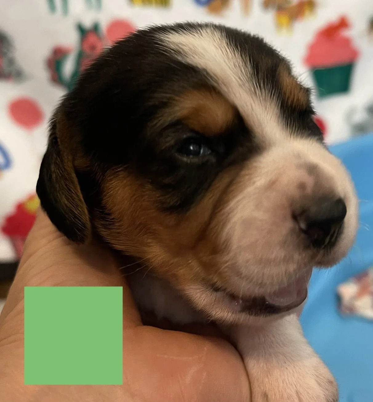 Green 2wk.jpeg