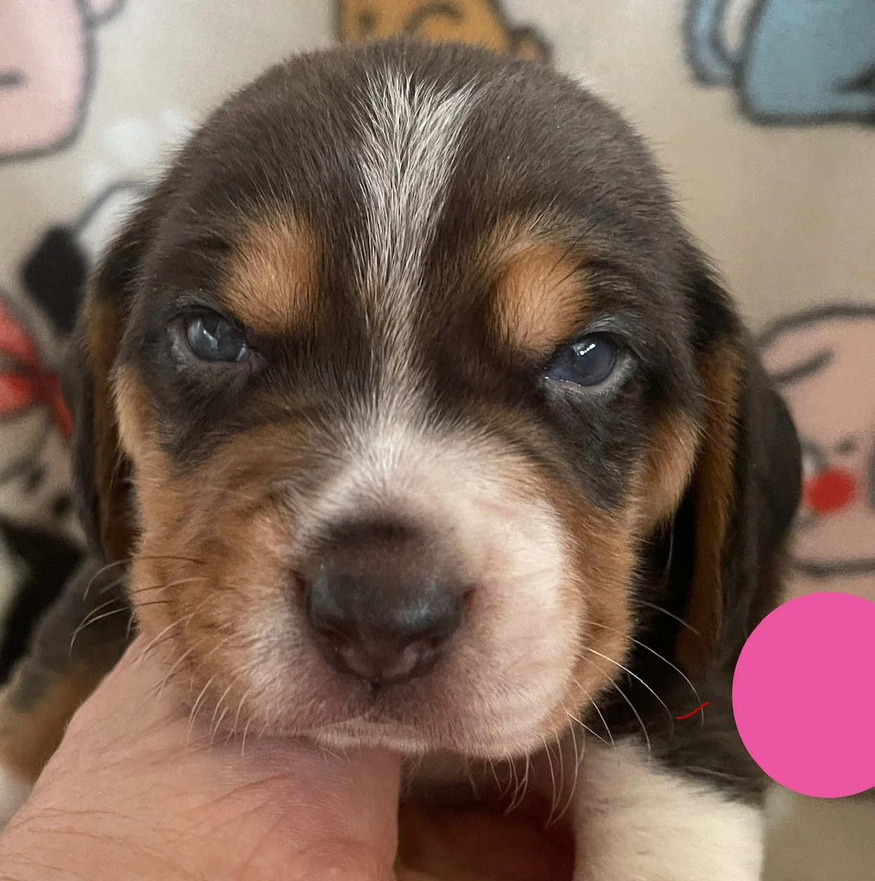 Pink 4wks.jpeg