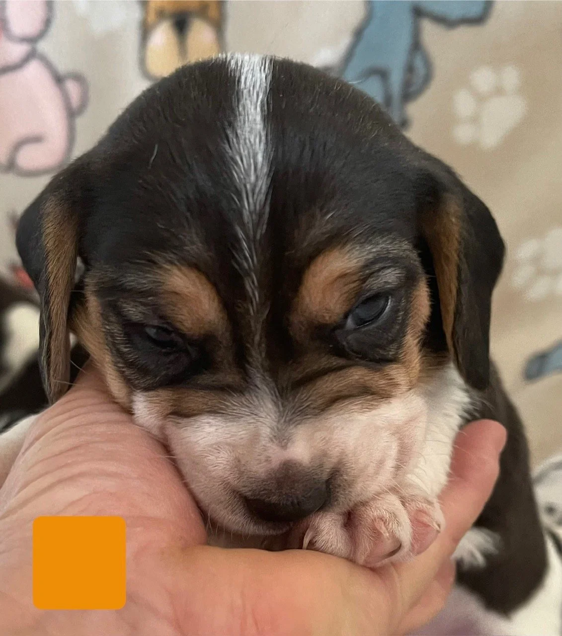 Orange 4wks.jpeg