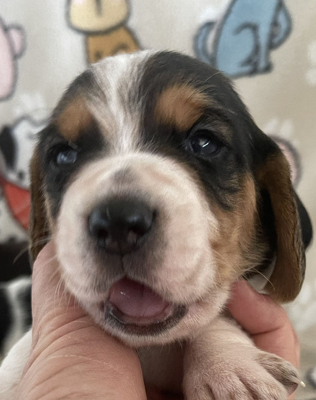 Blue 4wks.jpg