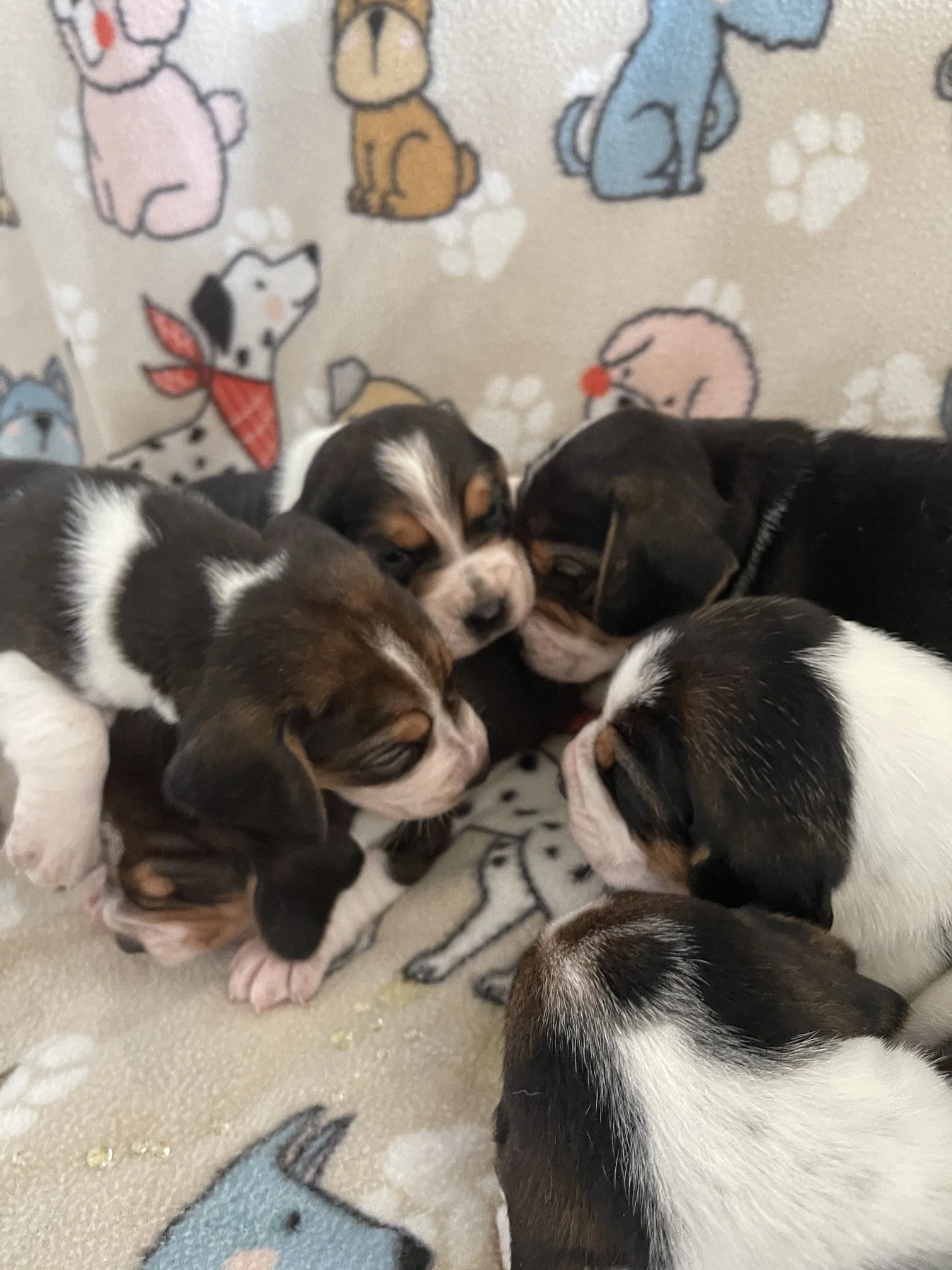 litter 4wks.JPG