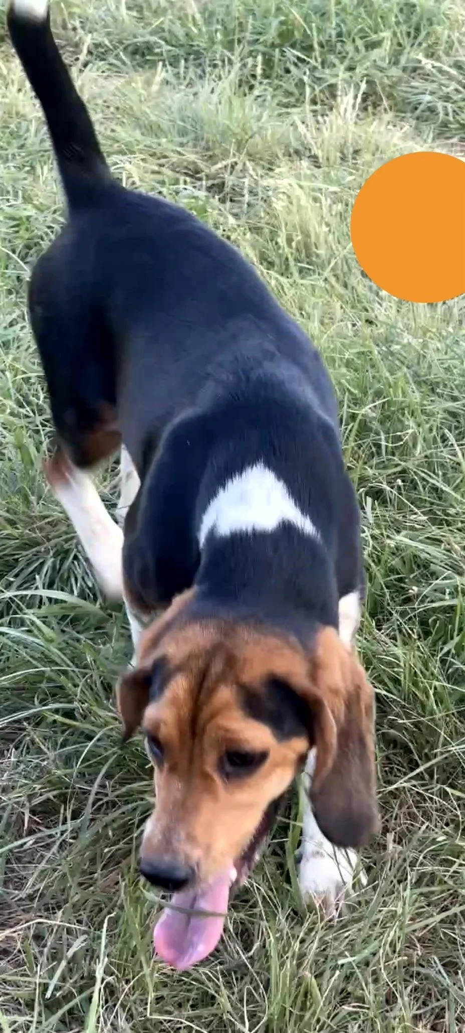 Maddy Orange.jpg