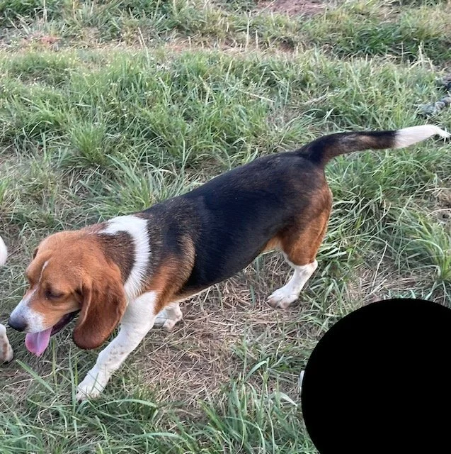 Black, Maddie/Bruno DoB 10.18.25 $400 Available