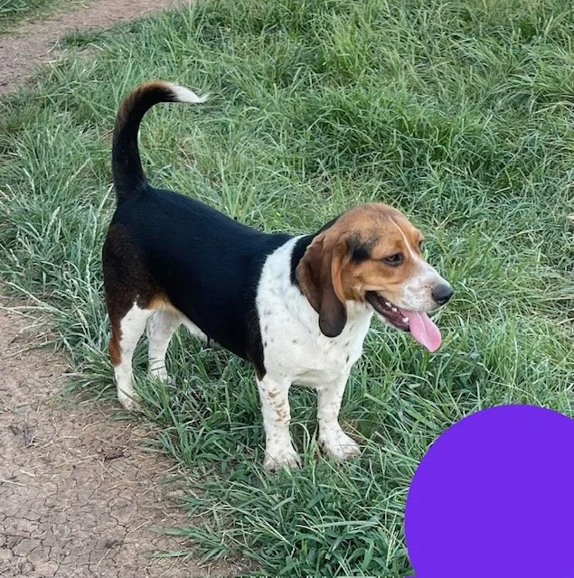 Purple, Maddie/Bruno DoB 10.18.25 $400 Available