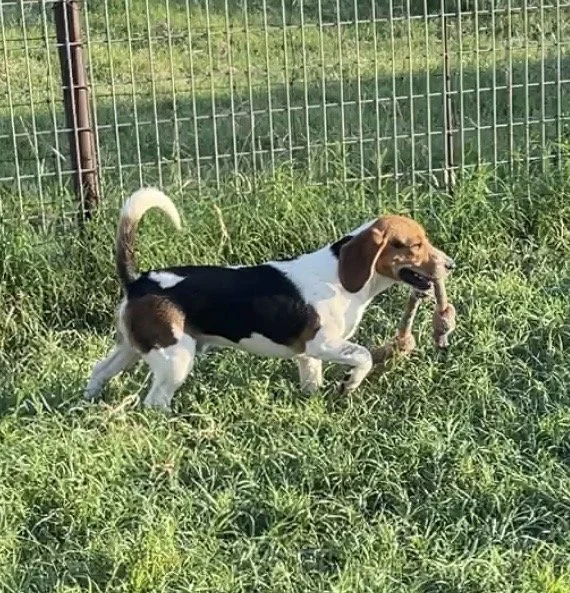 Orange, Agnes/Rigley DoB 11.8.25 $500 Available