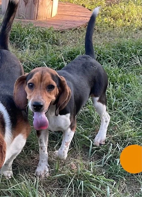 Orange, Maddie/Bruno DoB 10.18.25 $400 Available