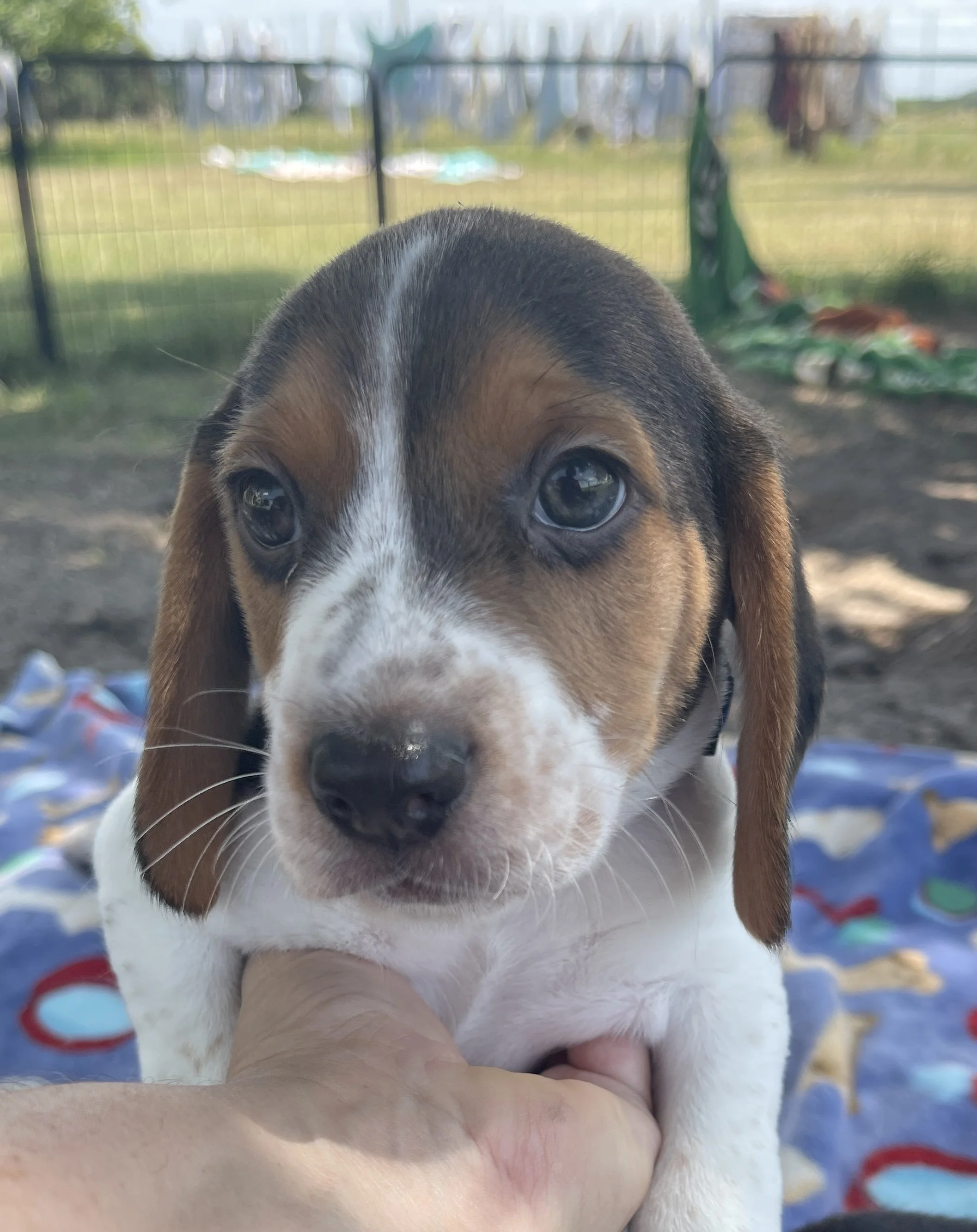 Blue 6wks.jpg