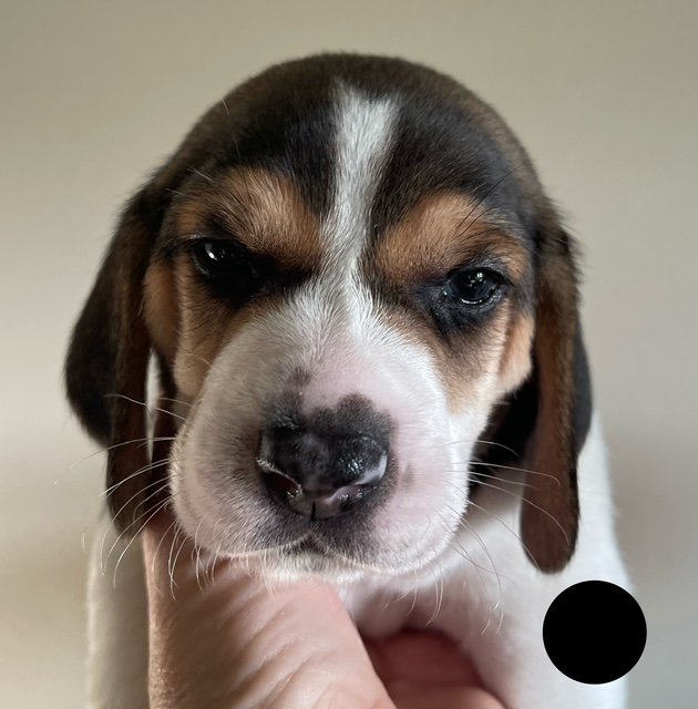 Black 4wks.jpg