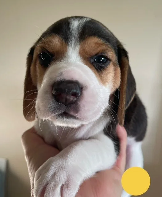 Yellow 4wks.jpg