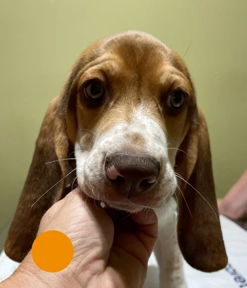 Orange 12 wks.webp