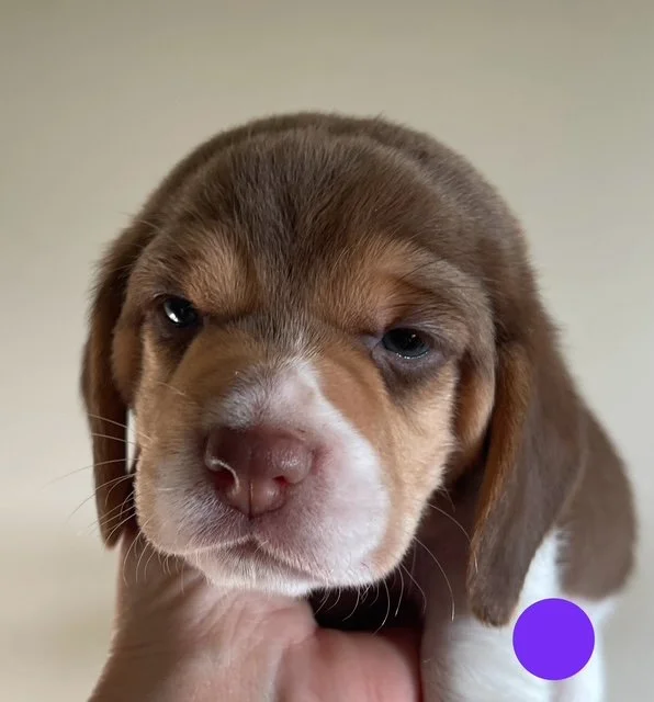 Purple 4wks.jpg