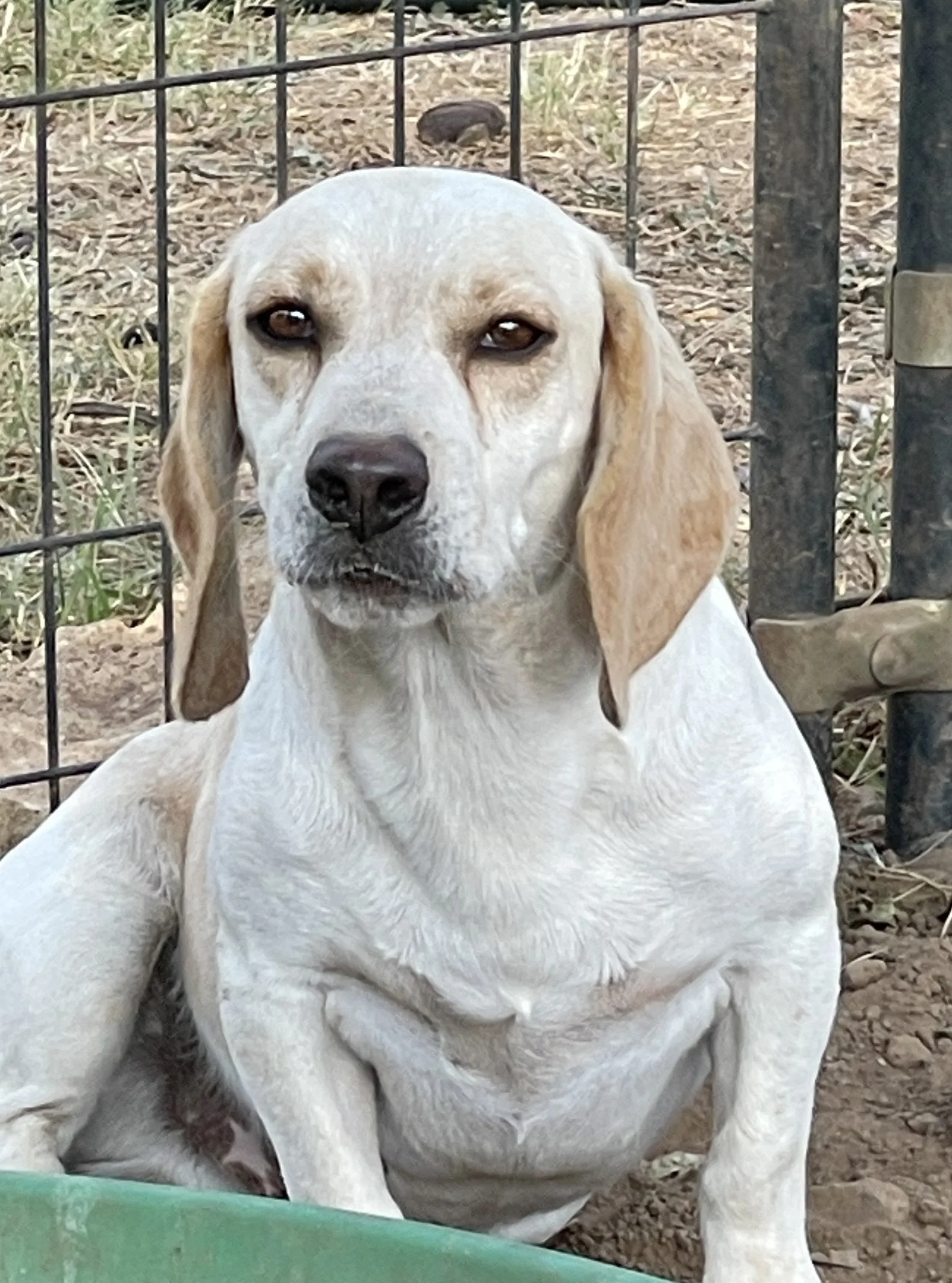 "Fridge" Daisy/Baxter Red, M, DoB 11/3/23  $300 Available