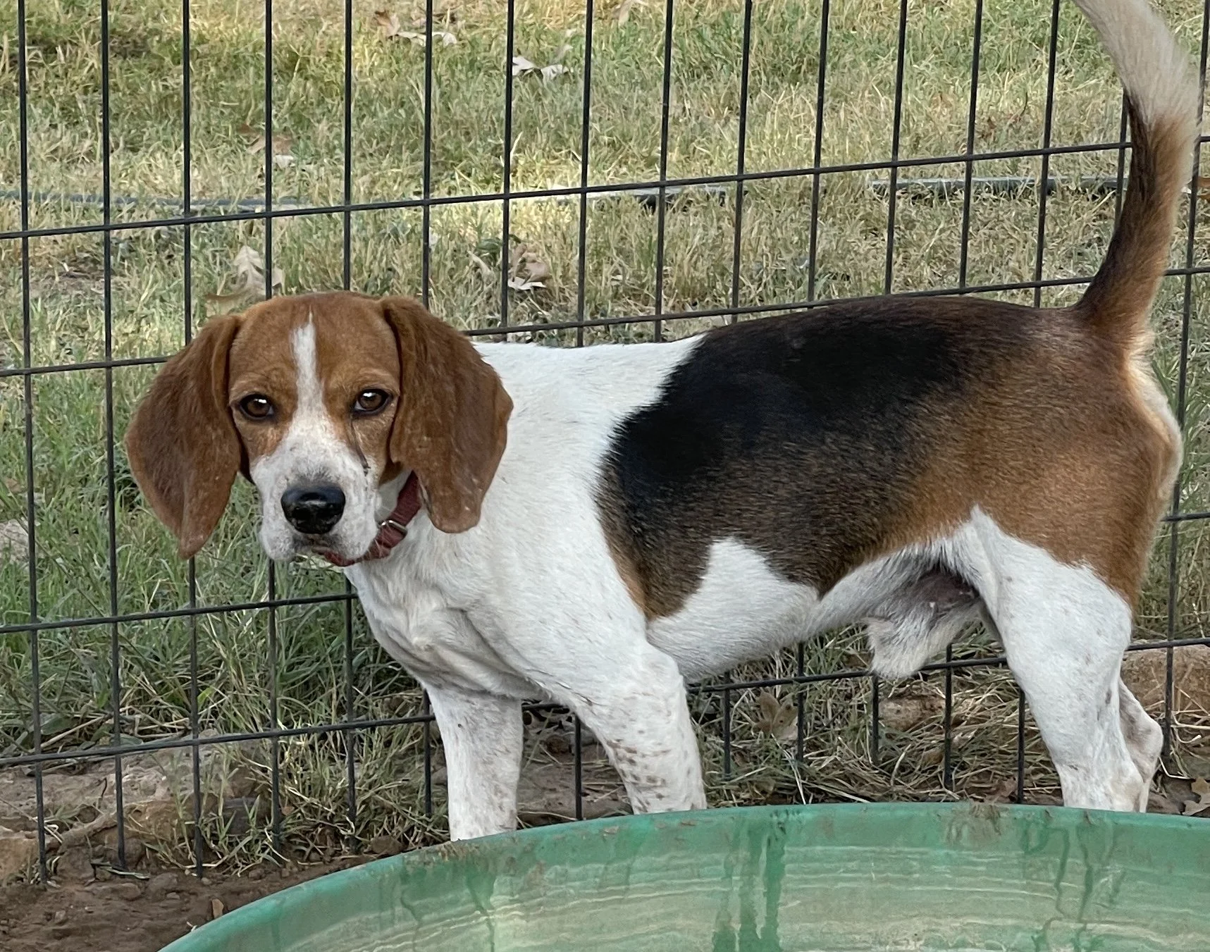 Tigger Winnie/Baxter , 10/10/23 M, $300