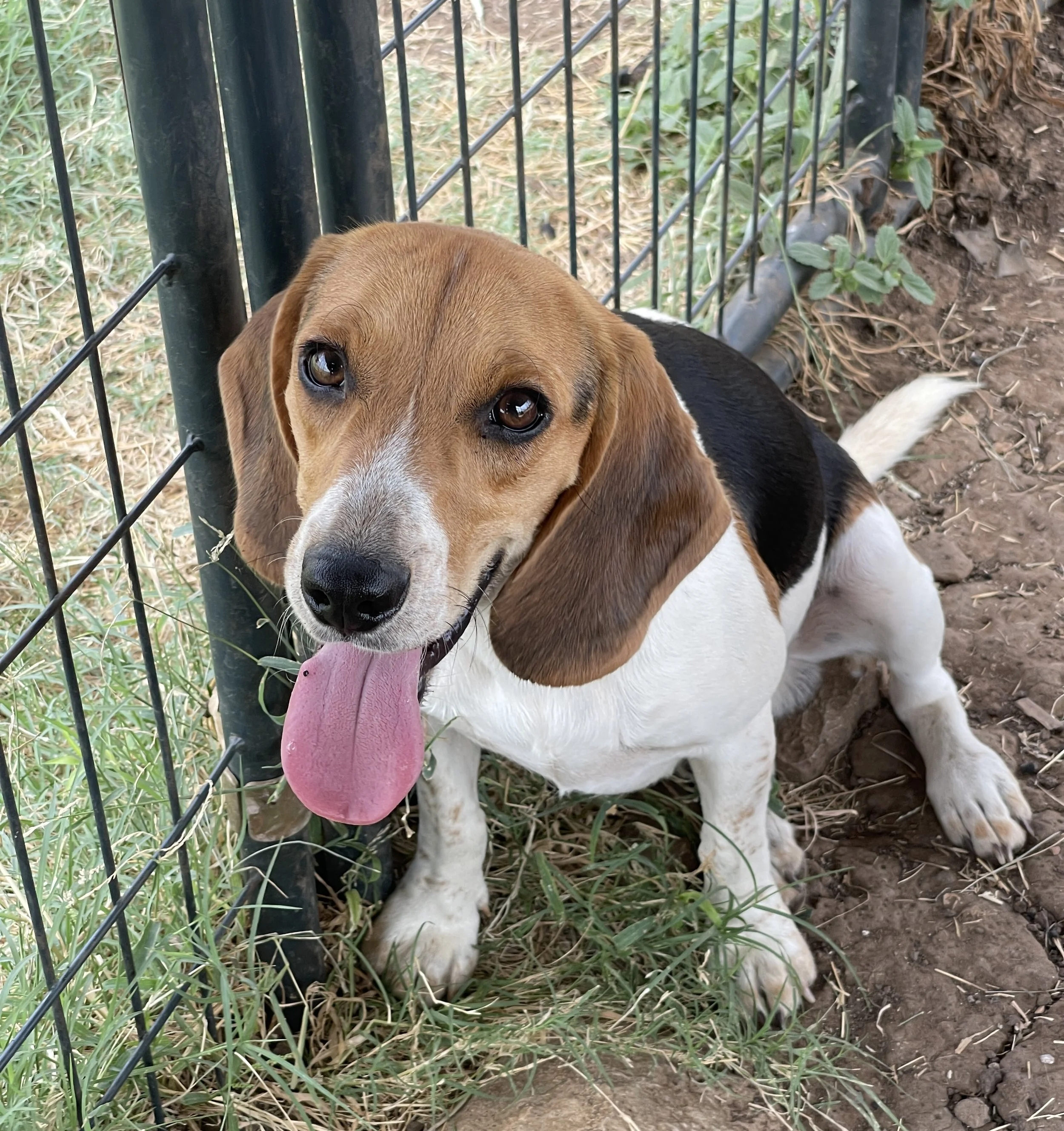 Orange, Agnes/Rigley DoB 11.8.25 $300 Available