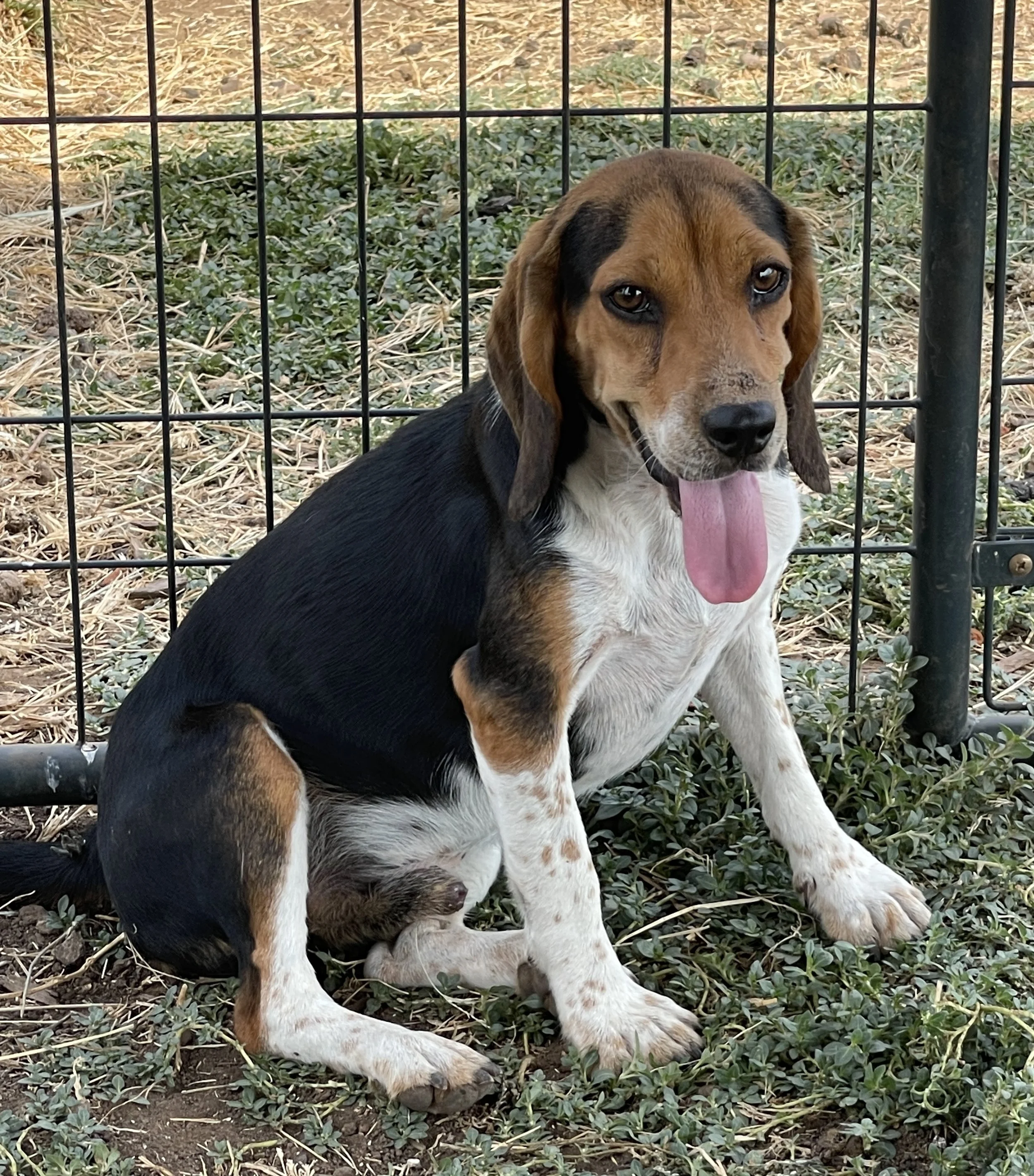 “Tiny” Orange, Maddie/Bruno DoB 10.18.25 $300 Available