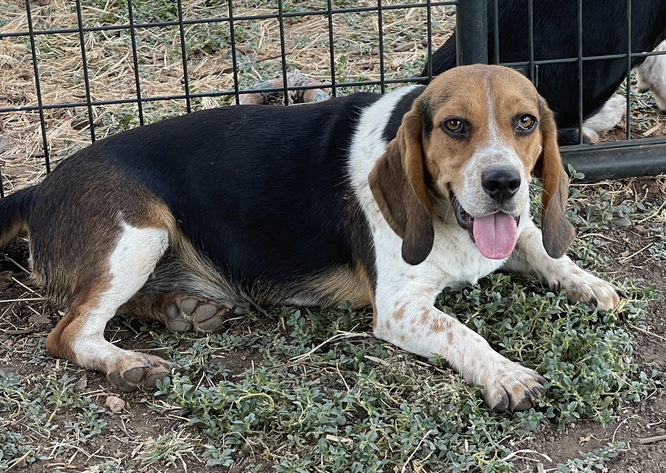 “Tracker” Purple, Maddie/Bruno DoB 10.18.25 $300 Available