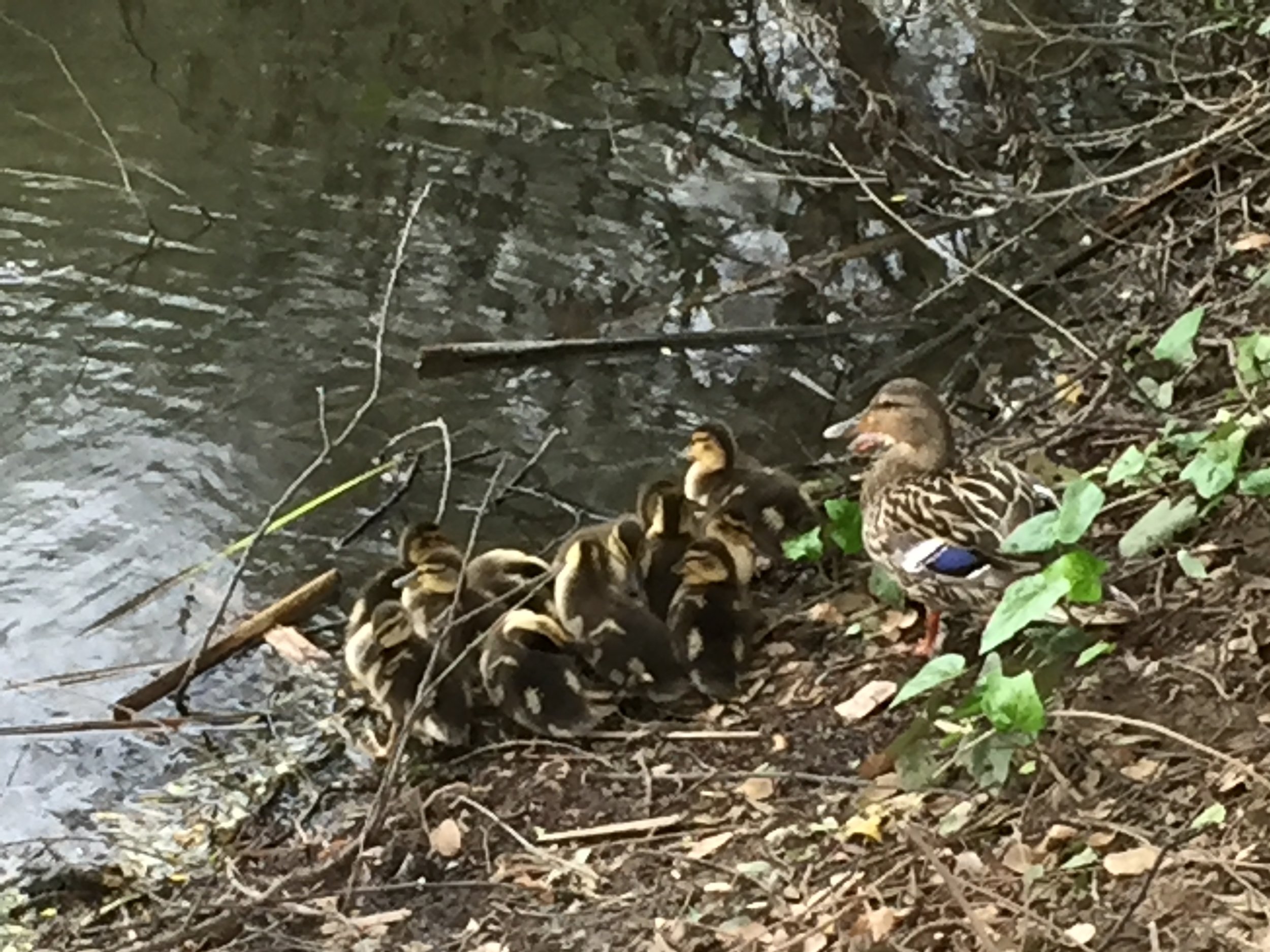 Holy Spirit Doves, Chicks, and Parakeets