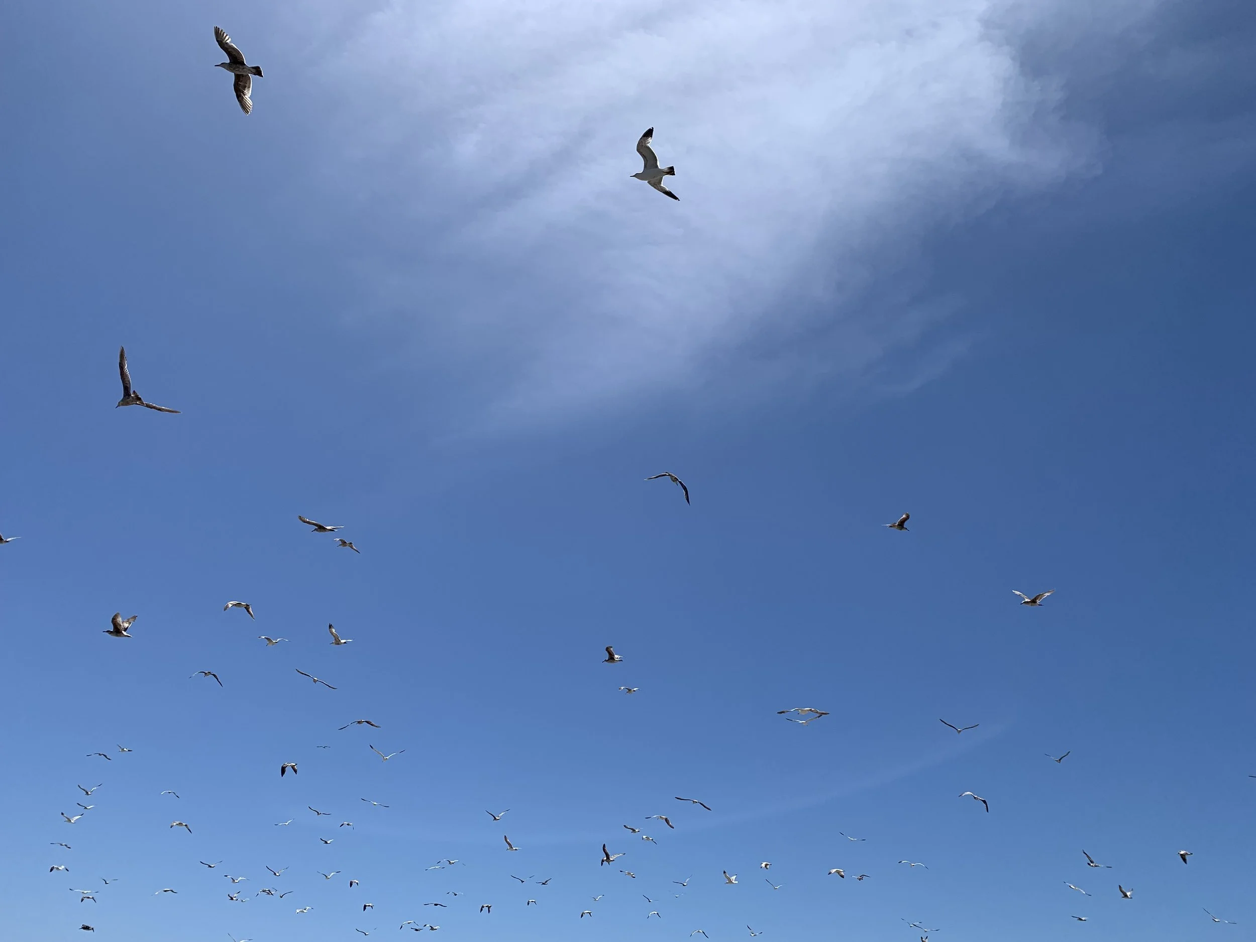 Holy Spirit Doves, Chicks, and Parakeets