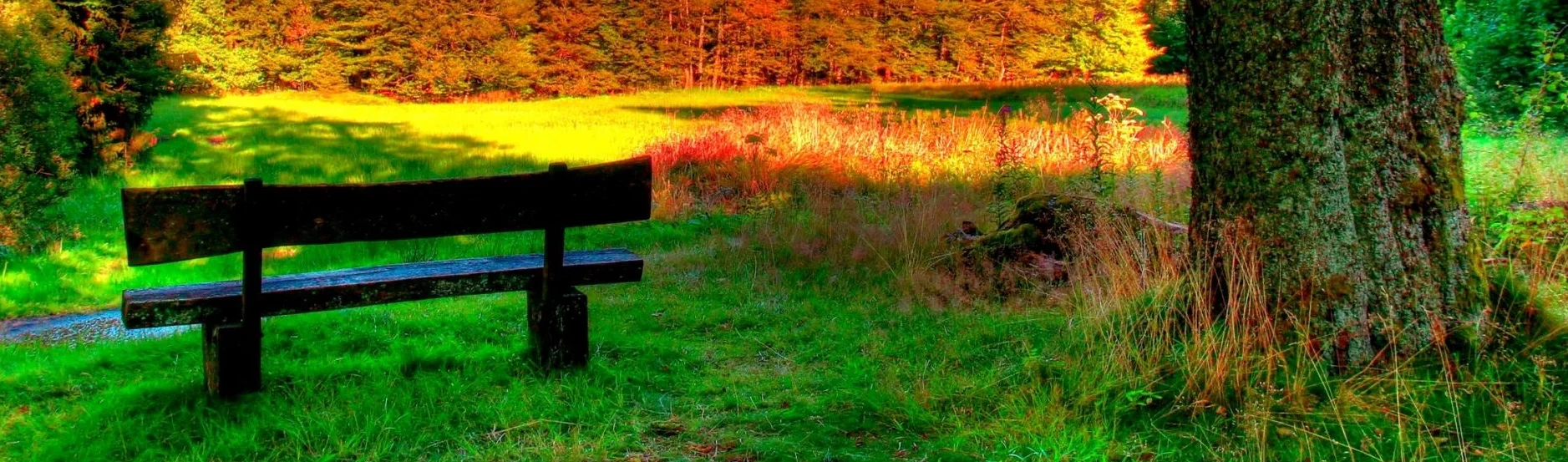 park_in_schotten_germany_trunk_hessen_bench_cropped.jpg