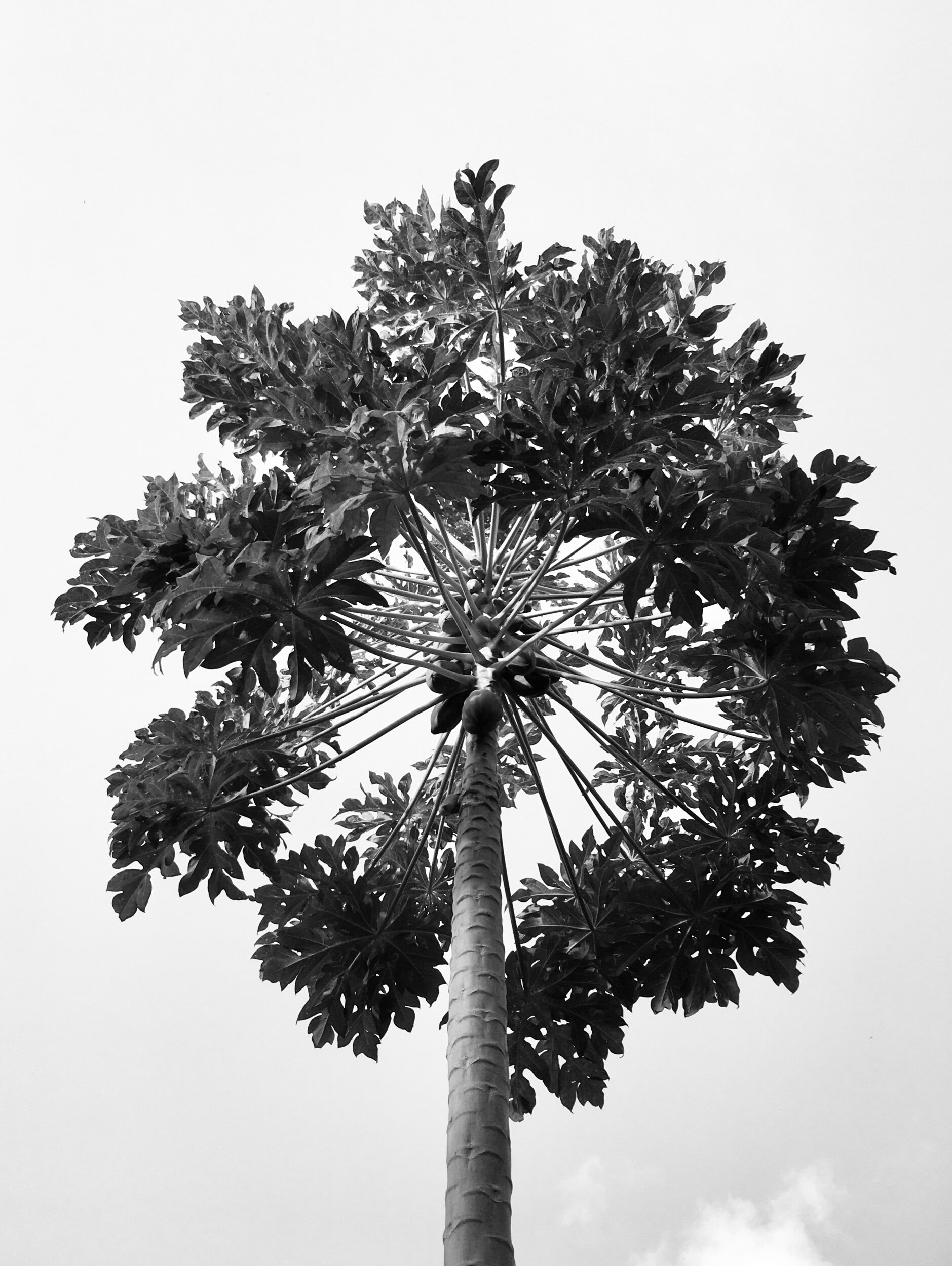 Reflections and regrets