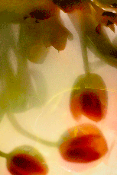 haze-2.png