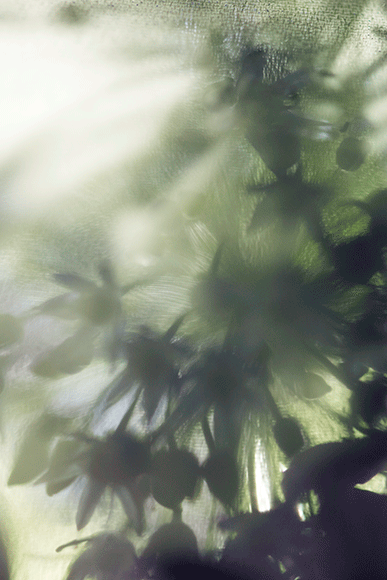 haze-10.png