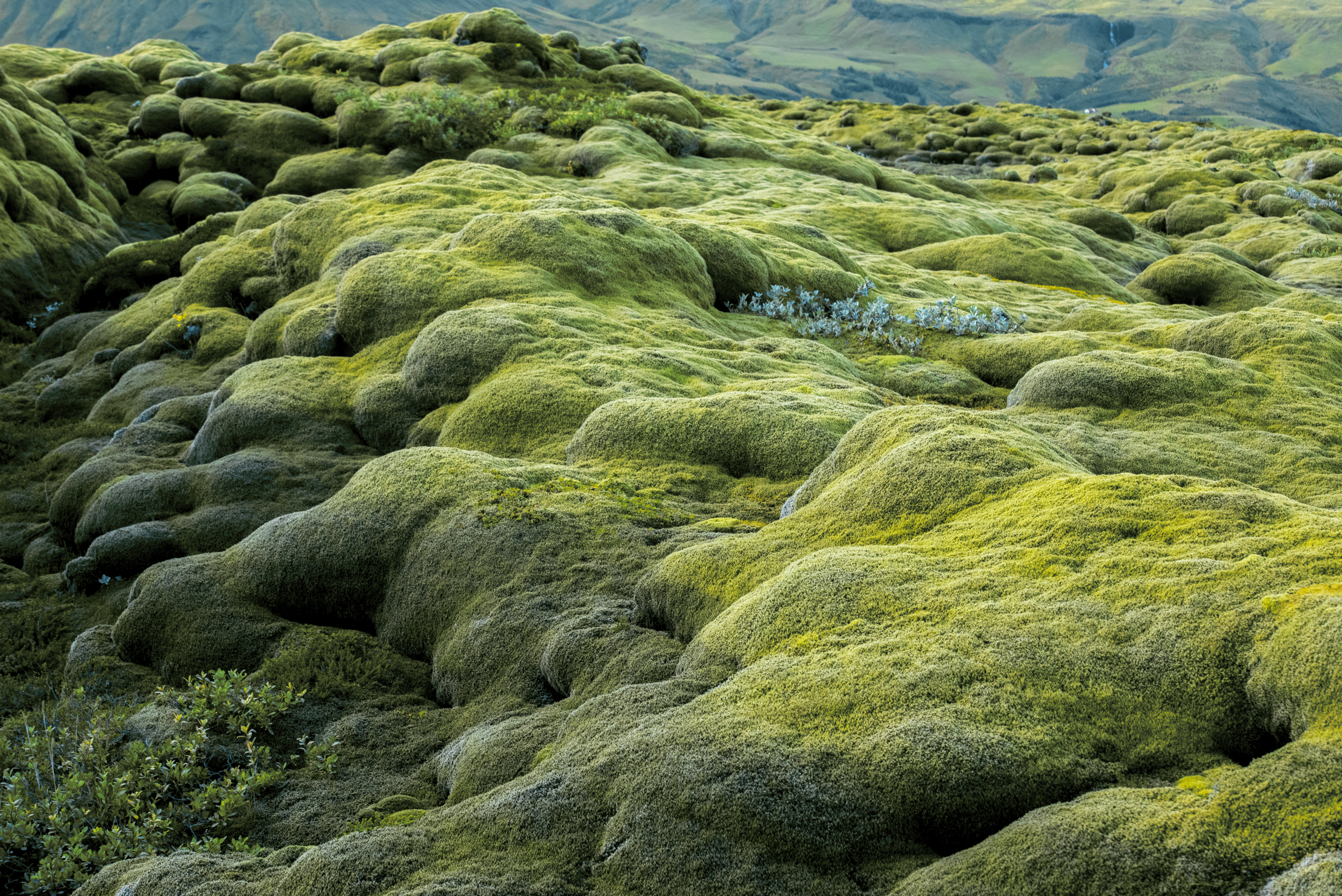 lichen-field-1.png