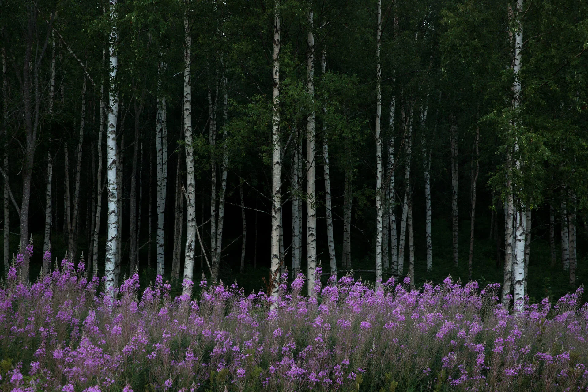 Tanne Willow_IMG_4907.jpg