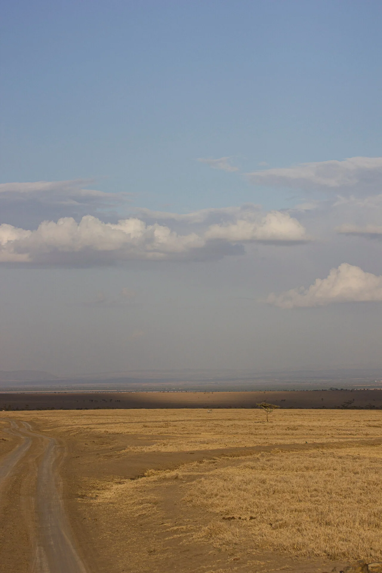 Tanne Willow, _MG_3435.jpg