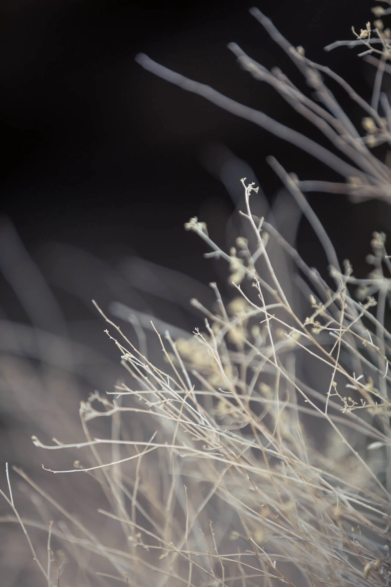 Tanne_Willow_IMG_6842.jpg